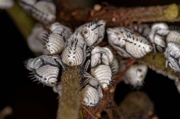 Photo nymphes de cicadelles typiques de la famille des membracidae