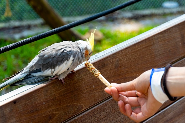 Nymphicus hollandicus jeune femme donnant de la nourriture à un oiseau grains collé sur un bâton en bois et l'oiseau nourri au Mexique