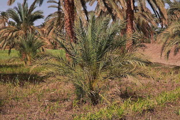L'oasis dans le désert du Sahara du Soudan