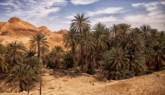 Oasis de montagne Chebika, désert du Sahara, Tunisie, Afrique