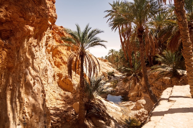 Oasis de paysage de Chebika dans le désert du Sahara. Palmiers sur le lac. Oasis de montagne avec vue panoramique en Afrique du Nord. Situé au pied du Jebel El Negueba. Montagnes de l'Atlas sur l'après-midi ensoleillé. Tozeur, Tunisie