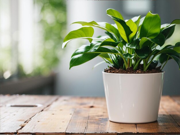 Oasis urbain Appartement jardinage avec des plantes d'intérieur