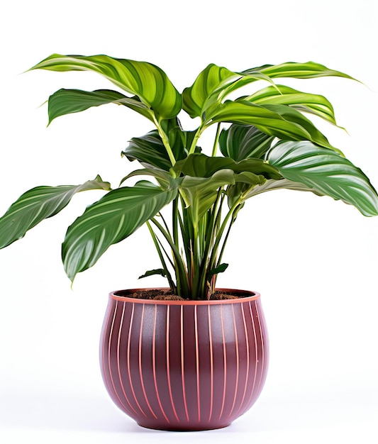 Oasis verte Une plante en pot qui fleurit sur une toile