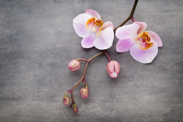 Objets de thème orchidée Spa sur fond gris