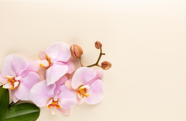 Objets de thème orchidée spa rose sur fond pastel.
