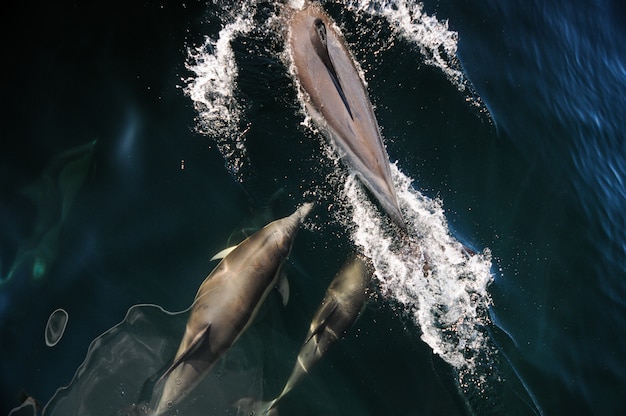 Observation Des Baleines Et Des Dauphins En Patagonie, Argentine