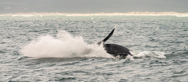 Observation des baleines à Hermanus Afrique du Sud