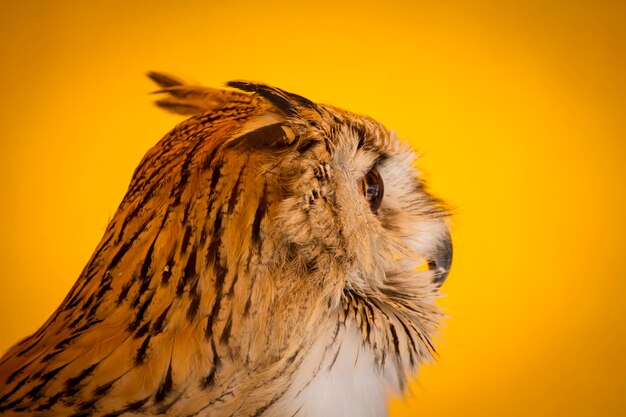 Observation du hibou grand-duc dans un échantillon d'oiseaux de proie, foire médiévale