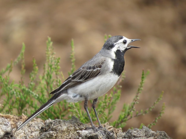 Observation d'oiseaux dans une belle région