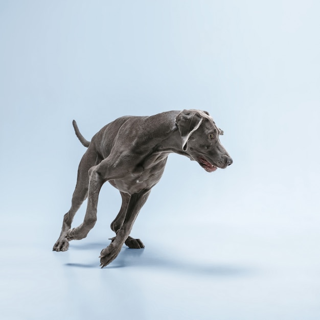 Obtenir la cible. Le chien de Weimaraner joue avec le ballon et saute. Mignon chien gris ludique ou jouet de capture ludique pour animaux de compagnie isolé sur fond bleu. Concept de mouvement, d'action, de mouvement, d'amour des animaux de compagnie.