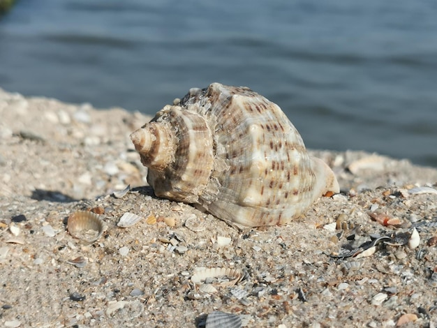 d&#39;obus sur la plage