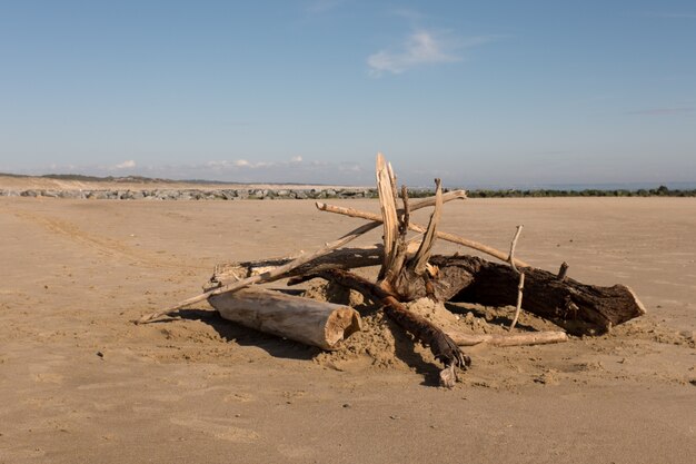 Ocean Driftwood sur une belle plage sous le ciel bleu