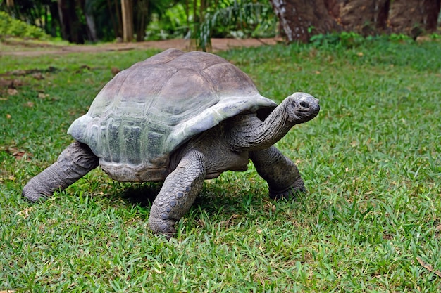 Ocean Turtle mange de l'herbe sur l'océan