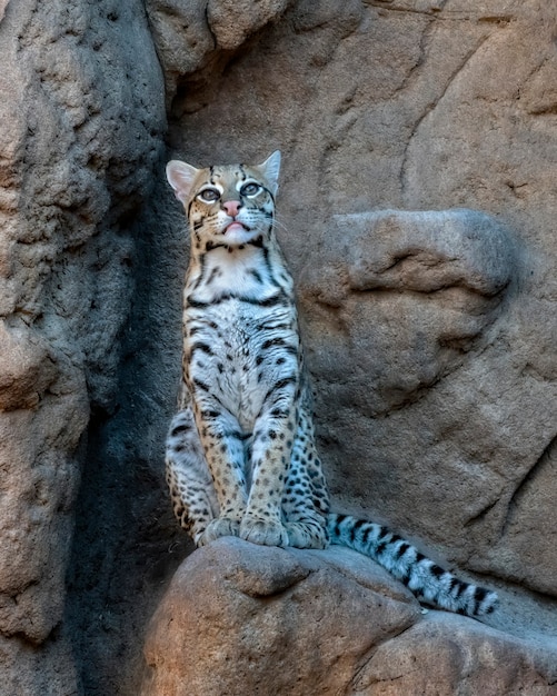 Ocelot femelle assis sur une corniche rocheuse