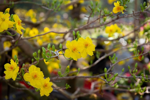 Ochna integerrima flower.Mai fleur au Vietnam