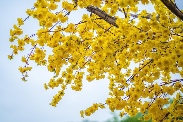 Ochna integerrima Hoa Mai arbre avec de l'argent porte-bonheur Culture traditionnelle pendant les vacances du Têt au Vietnam Ochna integerrima est le symbole du Nouvel An lunaire traditionnel vietnamien avec la fleur de pêcher