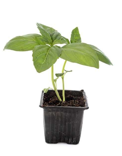 Ocimum basilicum en pot