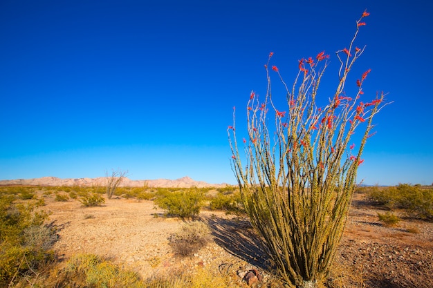 Photo ocotillo fouquieria splendens fleurs rouges dans le désert de mohave