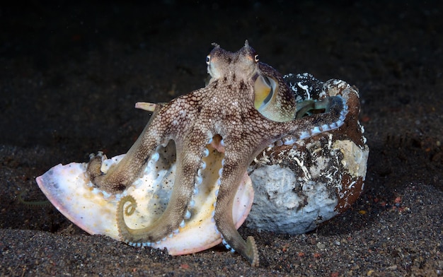 Octopus de noix de coco sur le fond de la mer la nuit. La vie marine de Bali.