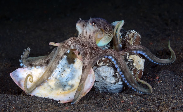 Octopus de noix de coco sur le fond de la mer la nuit. La vie marine de Bali.