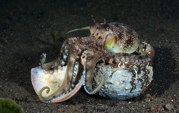 Octopus de noix de coco sur le fond de la mer la nuit. La vie marine de Bali.
