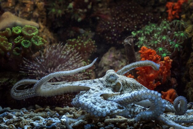 Octopus s'installe sur le fond de la roche