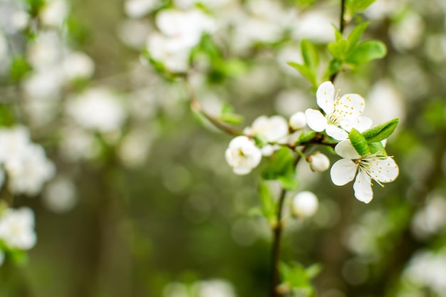 Odeur de fleurs fleur de cerisier belles fleurs blanches pollen d'abeilles parfumées jardins en fleurs abeilles de printemps récoltent nectar fleur allergie environnement harmonie nature protection de l'environnement