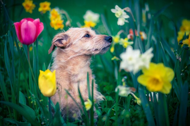 Photo l'odeur des fleurs pour un chien