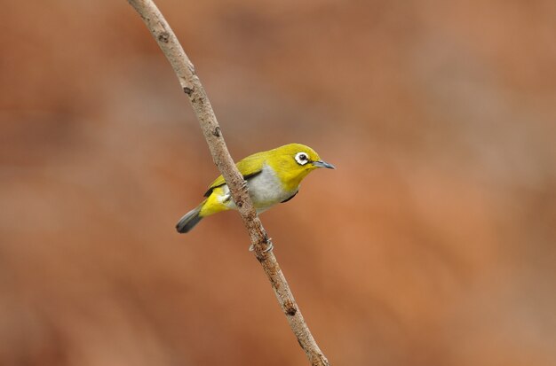 Oeil blanc oriental, bel oiseau jaune.