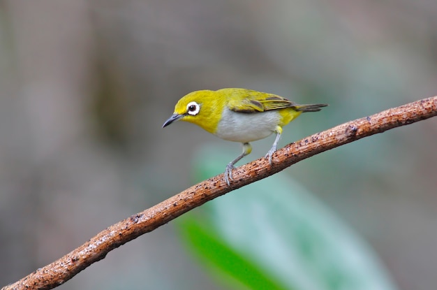 Oeil blanc oriental Zosterops palpebrosus Beaux oiseaux de Thaïlande