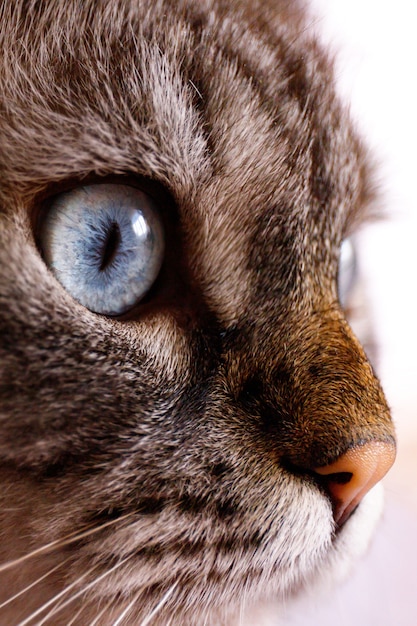 Oeil bleu d'un chat mignon se bouchent