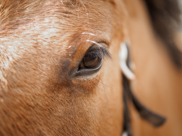 Oeil d'un cheval brun se bouchent.