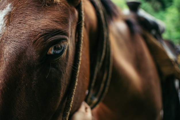 Oeil de cheval