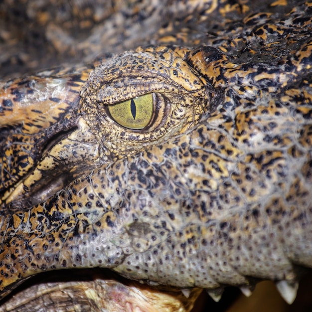 Oeil de crocodile