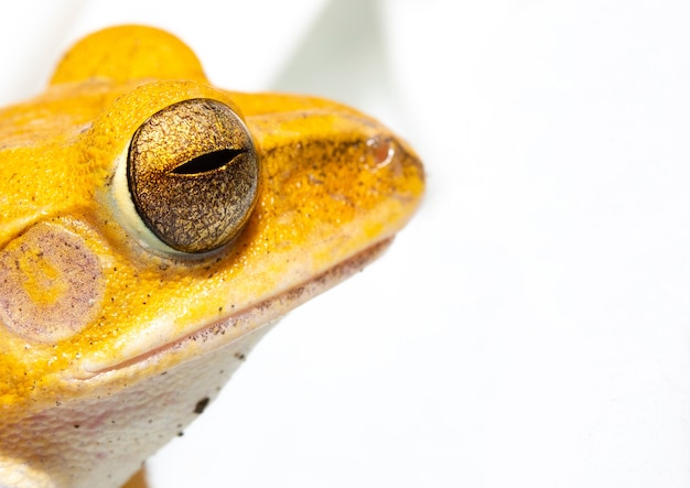 oeil de grenouille jaune se bouchent