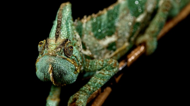 Photo l'oeil jaune d'un reptile vert