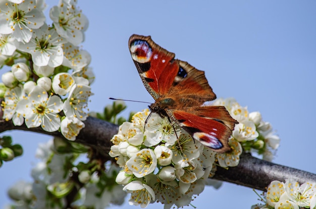 Oeil de paon papillon gros plan sur une branche de prunier en fleurs