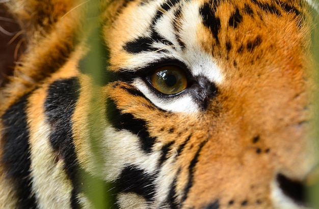 Photo oeil de tigre