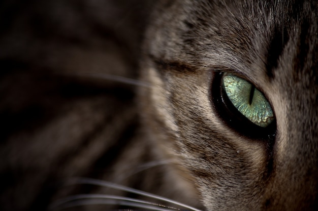 L'oeil vert d'un chat dans le noir qui regarde