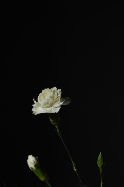 Photo un oeillet blanc dans un vase