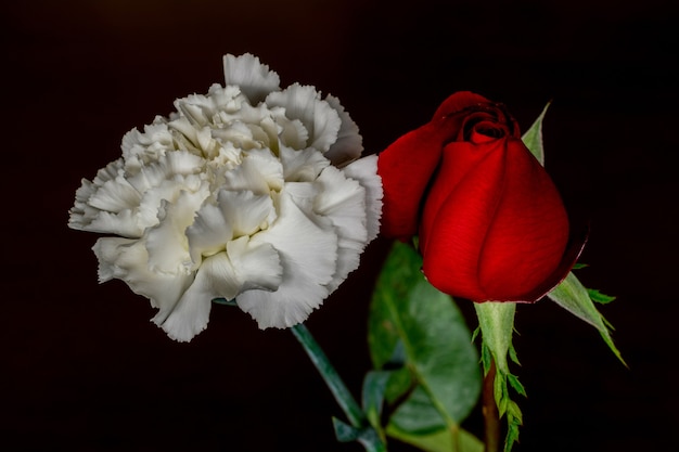 Oeillet blanc et fleur rose sur fond noir