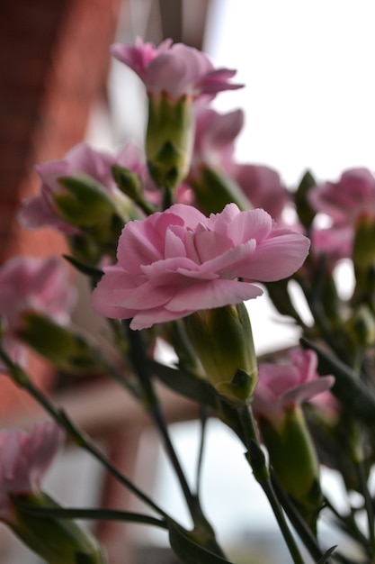 Photo oeillet de buisson rose beau bouquet lumineux