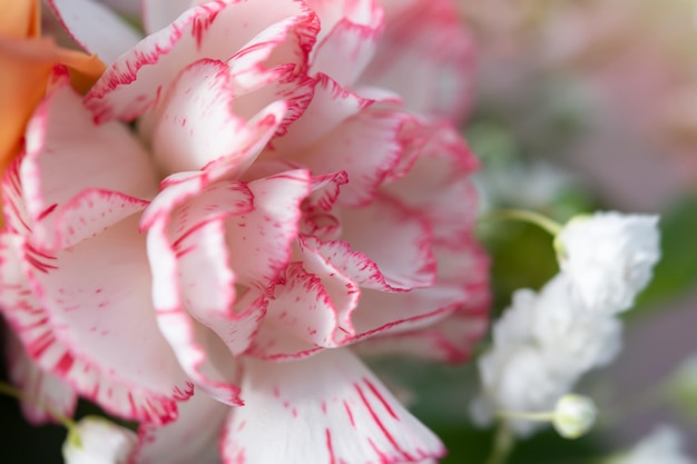 Oeillet rose dans un gros plan de bouquet Floral background