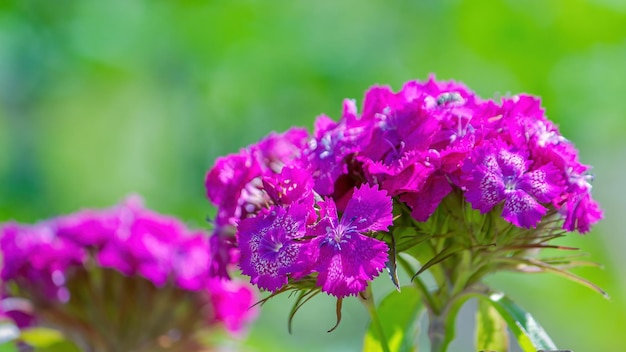 Oeillet sauvage turc gros plan de fleurs mise au point sélective au premier plan