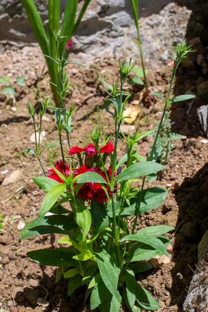 Oeillet turc rouge dans un lit de fleurs