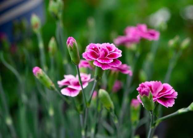 Oeillets roses dans le jardin en été