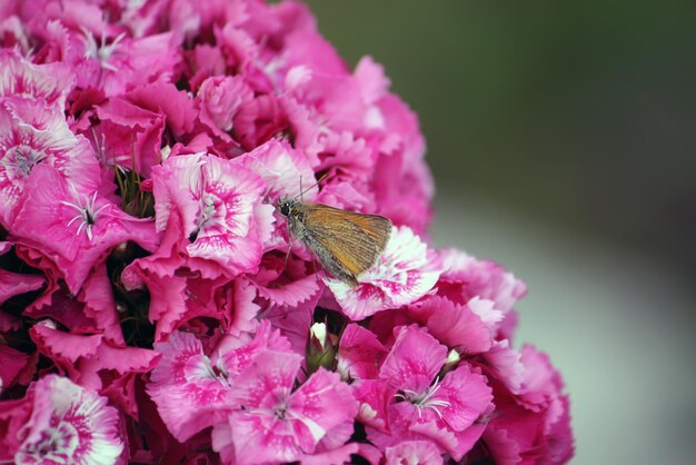 Oeillets roses de jardin poussant dans le jardin.