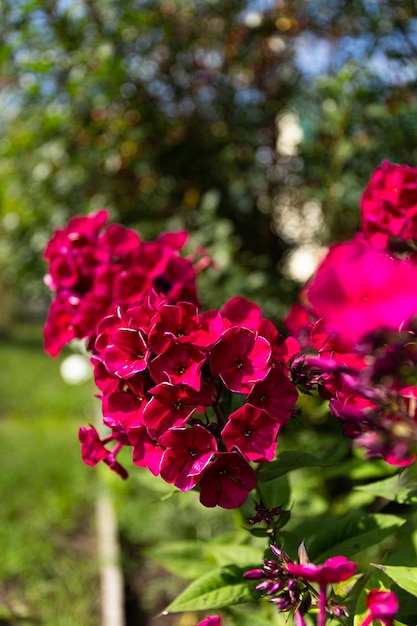 Photo les œillets sont de merveilleuses fleurs pour votre gros plan de jardin