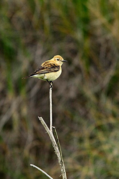 Oenanthe hispanica - La collalba rubia, es una especie de ave paseriforme, Muscicapidae