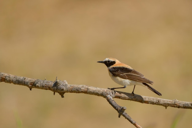 Oenanthe hispanica - La collalba rubia, es una especie de ave paseriforme, Muscicapidae